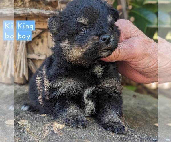 Medium Photo #12 Pomeranian Puppy For Sale in COMER, GA, USA