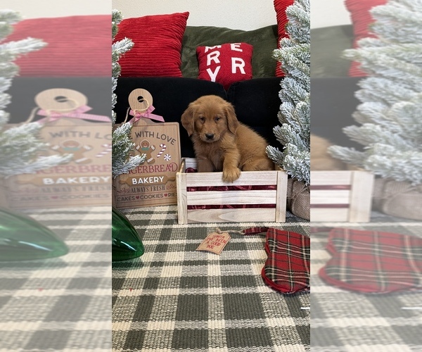 Medium Photo #3 Golden Retriever Puppy For Sale in LAKELAND, FL, USA