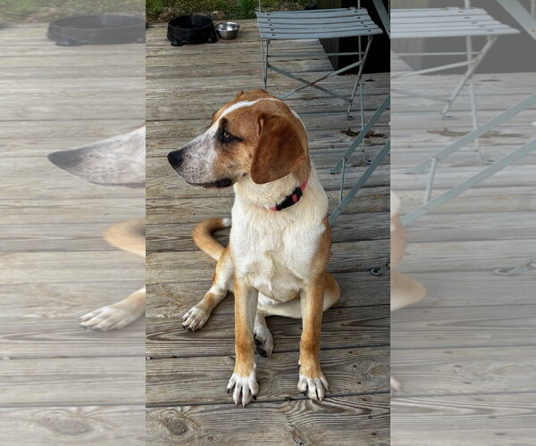 Medium Photo #1 Mutt Puppy For Sale in Rutledge, TN, USA