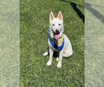 Small Photo #2 Siberian Husky-Unknown Mix Puppy For Sale in San Leon, TX, USA