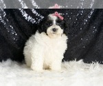 Small #5 Poodle (Miniature)