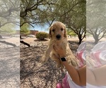 Puppy Regal Goldie Goldendoodle