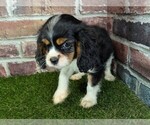 Small #13 Cavalier King Charles Spaniel