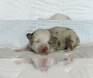 Miniature Australian Shepherd Puppy for Sale in LANDRUM, South Carolina USA