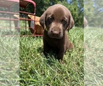 Small #3 Labrador Retriever