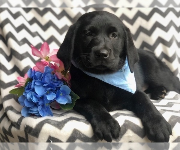 Medium Photo #5 Labrador Retriever Puppy For Sale in EAST EARL, PA, USA