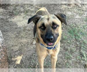 German Shepherd Dog-Unknown Mix Dogs for adoption in Waco, TX, USA