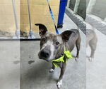 Small American Pit Bull Terrier