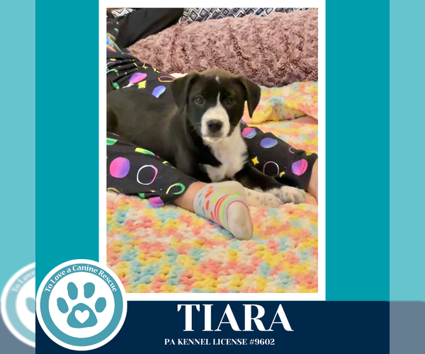 Medium Photo #2 Border Collie-Unknown Mix Puppy For Sale in Kimberton, PA, USA