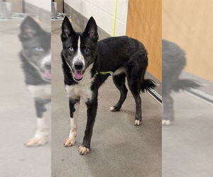 Siberian Husky-Unknown Mix Dogs for adoption in Forestville, MD, USA