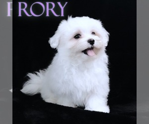 Maltese Puppy for sale in ROCK VALLEY, IA, USA
