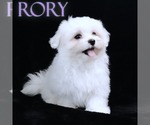 Small Maltese