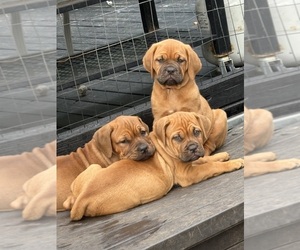 Dogue de Bordeaux-Muscle Mastiff Mix Puppy for sale in COOKEVILLE, TN, USA