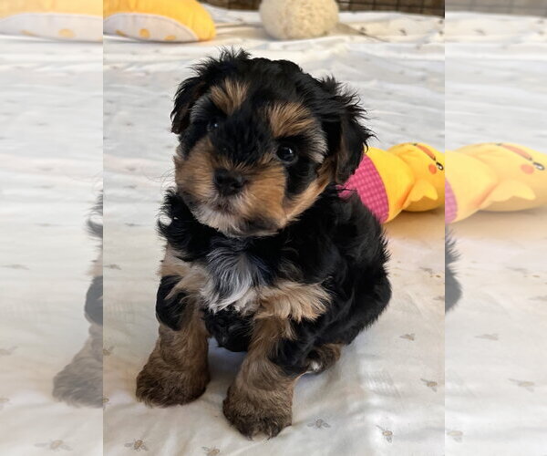Medium Photo #2 Mutt Puppy For Sale in Menifee, CA, USA