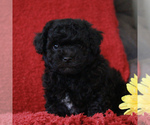 Small Photo #3 Poodle (Toy)-Yorkshire Terrier Mix Puppy For Sale in GAP, PA, USA