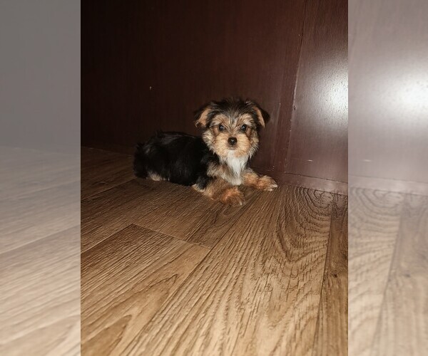 Medium Photo #6 Yorkshire Terrier Puppy For Sale in LAPEER, MI, USA