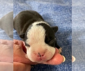 Boston Terrier Puppy for sale in CRKD RVR RNCH, OR, USA