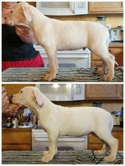 Dogo Argentino Puppy for sale in PLEASANT GROVE, UT, USA