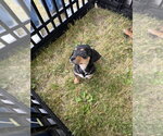 Small #1 Beagle Mix