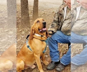 Bloodhound Puppy for sale in KENBRIDGE, VA, USA