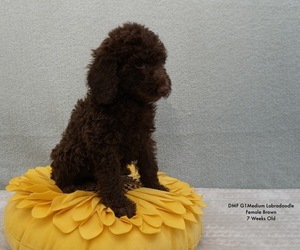 Labradoodle Litter for sale in AUBURN, NY, USA
