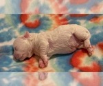 Small Photo #4 Bichon Frise Puppy For Sale in ORLANDO, FL, USA