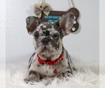 Small Photo #8 French Bulldog Puppy For Sale in FRESNO, OH, USA