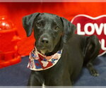 Small #1 Australian Kelpie-Catahoula Leopard Dog Mix