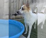 Small #1 Huskies  Mix