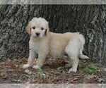Small Photo #5 Goldendoodle Puppy For Sale in LIVE OAK, FL, USA