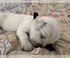 English Cream Golden Retriever Puppy for Sale in MONROE, Oregon USA