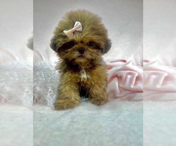 Medium Photo #13 Shih Tzu Puppy For Sale in TAMPA, FL, USA