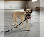 Small #2 Boxer Mix