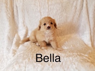 Shiranian Puppy for sale in LOS ANGELES, CA, USA