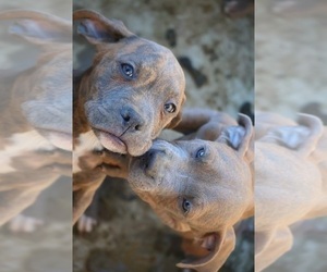 Bullboxer Pit Puppy for sale in LOMA LINDA, CA, USA