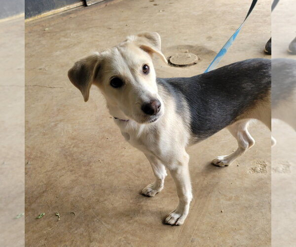 Medium Photo #3 Mutt Puppy For Sale in Canton, CT, USA