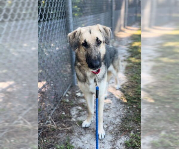 Medium Photo #1 German Shepherd Dog Puppy For Sale in Naples, FL, USA