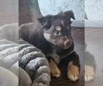 Small #4 Miniature Australian Shepherd