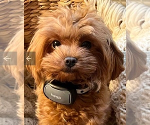 Maltese-Maltipoo Mix Puppy for sale in BATTLE GROUND, WA, USA