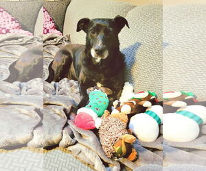 Labrador Retriever-Unknown Mix Dogs for adoption in Germantown, OH, USA