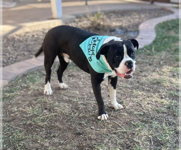 Medium Photo #6 Bull-Boxer Puppy For Sale in Phoenix, AZ, USA