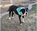 Small #5 Bull-Boxer