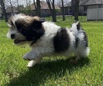 Small #2 Shih Tzu