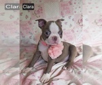 Small #8 Boston Terrier