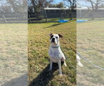 Small #13 Boxer Mix