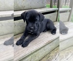 Small Photo #5 Cane Corso Puppy For Sale in KINGS MOUNTAIN, NC, USA