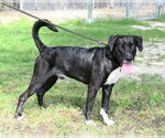 Small #1 Mutt