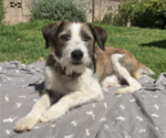 Small Photo #1 Border-Aussie Puppy For Sale in CAMARILLO, CA, USA
