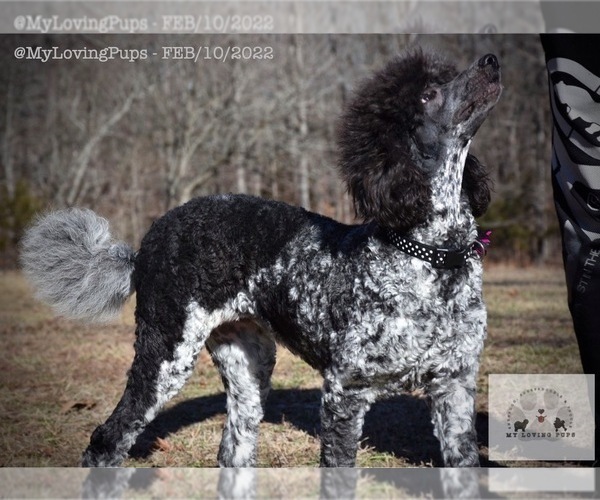 Medium Photo #4 Poodle (Standard) Puppy For Sale in MARIONVILLE, MO, USA