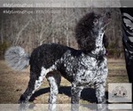 Small Photo #4 Poodle (Standard) Puppy For Sale in MARIONVILLE, MO, USA